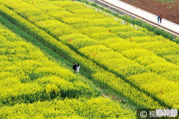 黄色大片大片油菜花海进入盛花期预计本周末将迎来最佳观赏期