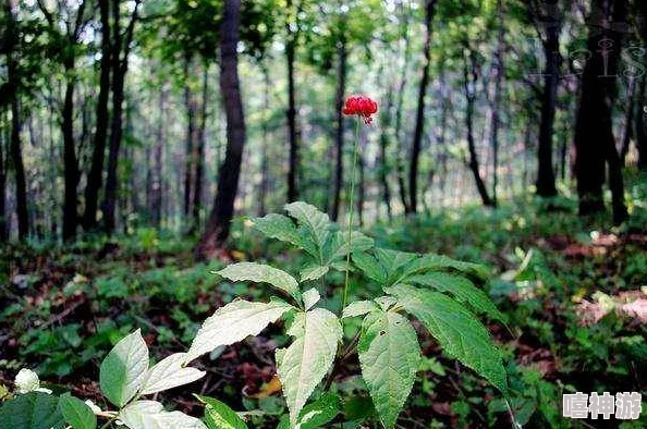 男人操女人逼视频资源更新下载速度提升