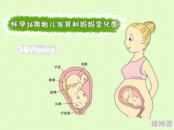 小孕妇advanced孕妇孕交孕期已满36周胎儿发育良好即将进入待产状态