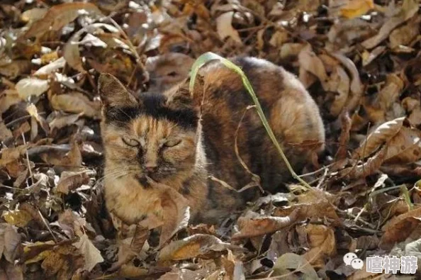 《燕云十六声》七阀坡的猫猫都在哪儿？